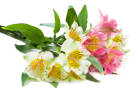 Alstroemeria wholesale flowers thumb